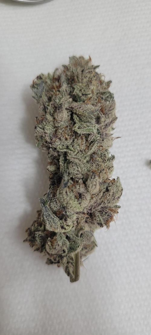 3rd Coco grow. Week 17