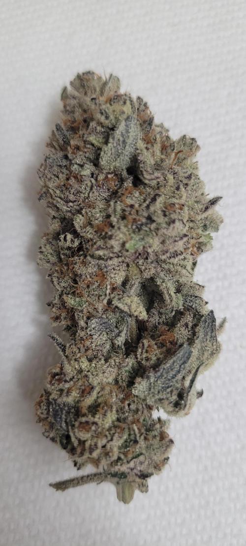 3rd Coco grow. Week 17