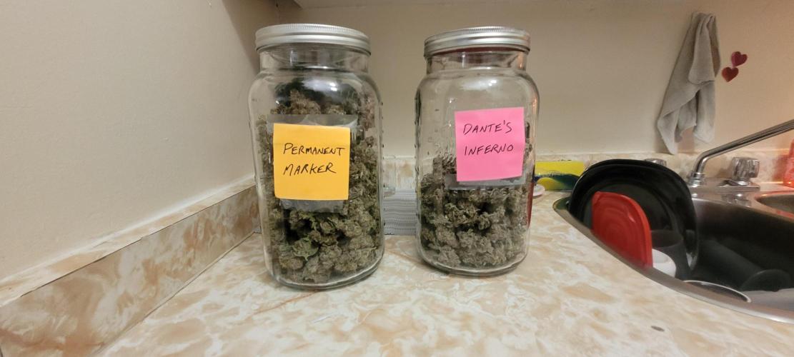 3rd Coco grow. Week 17