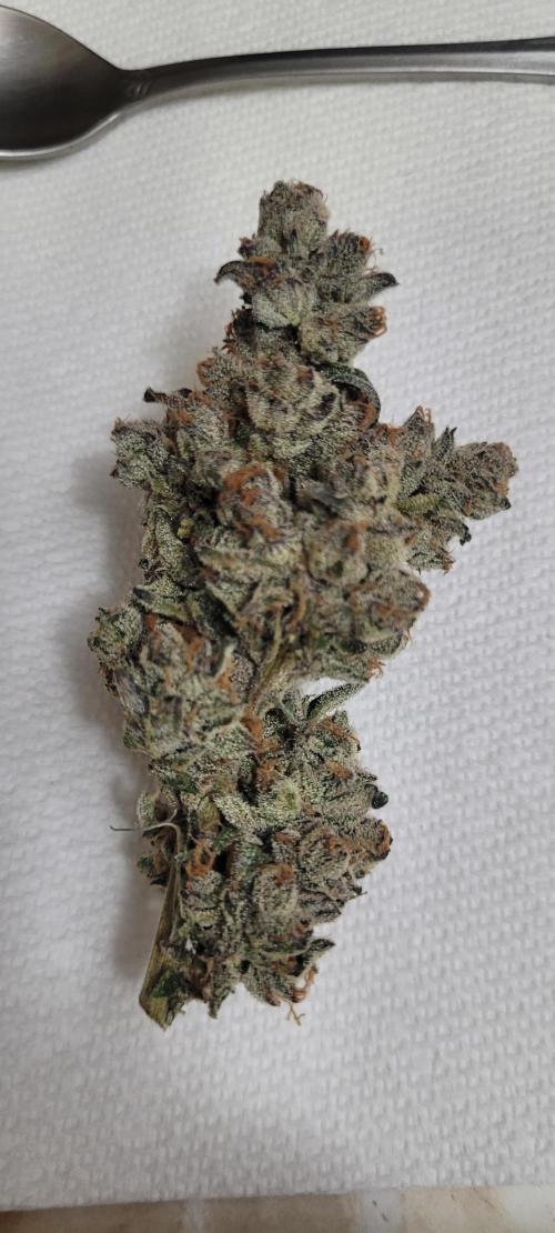 3rd Coco grow. Week 17