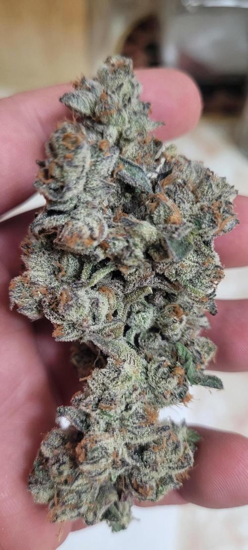 3rd Coco grow. Week 17