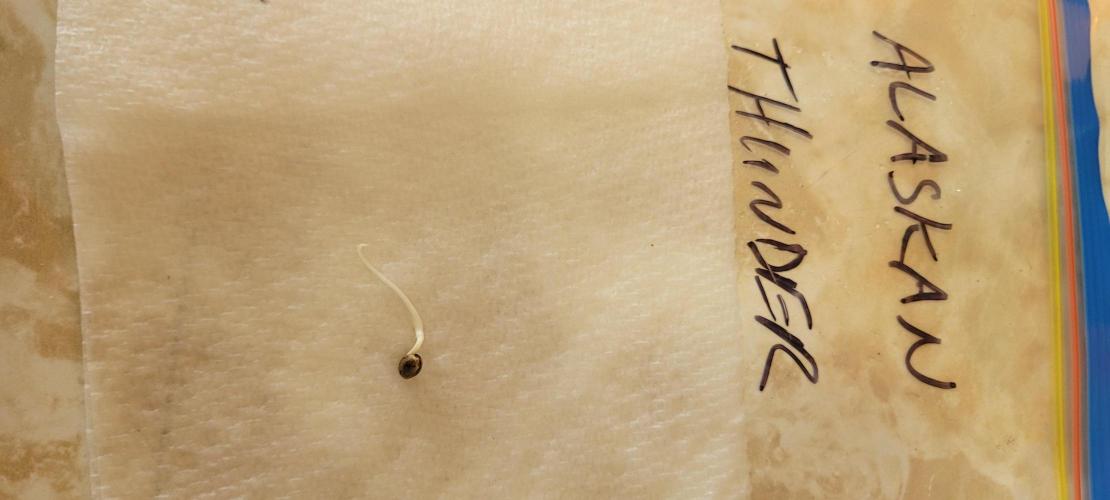 4th Coco grow. Week 0 - FEB 5