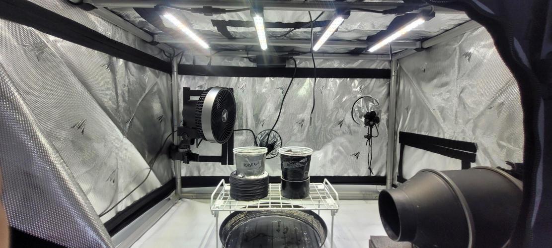 4th Coco grow. Week 0 - FEB 5