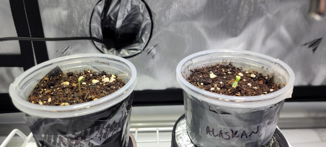 4th Coco grow. Week 0 - FEB 6