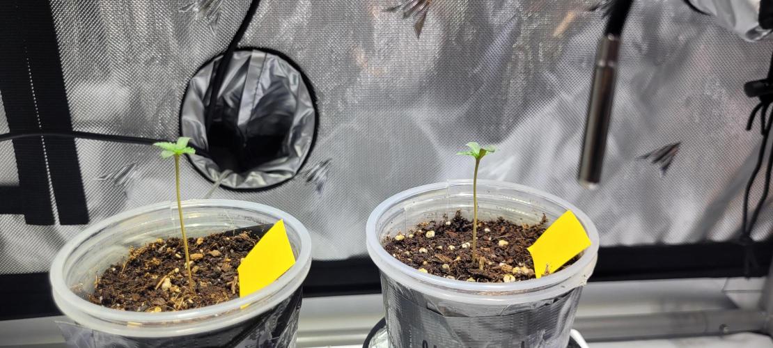 4th Coco grow. Week 0