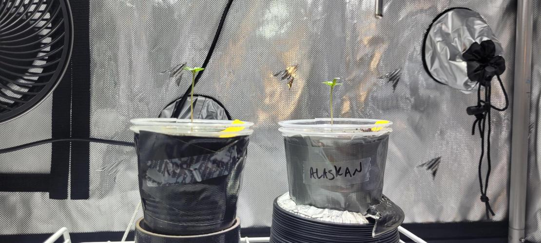 4th Coco grow. Week 0