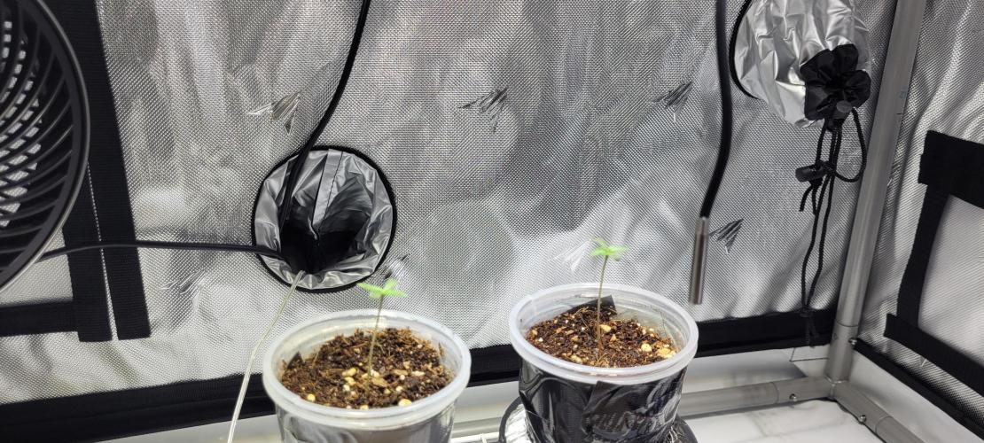 4th Coco grow. Week 0 - FEB 9