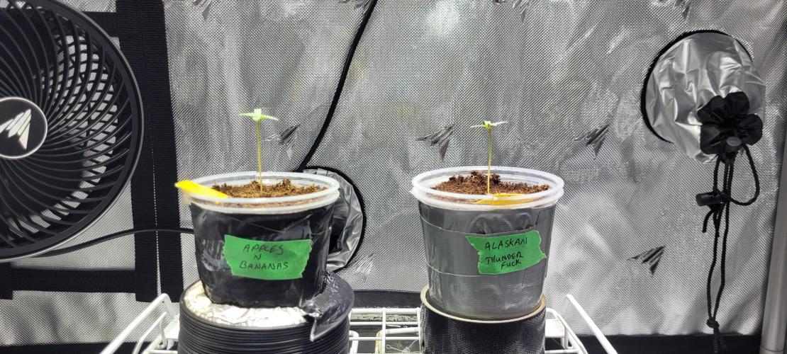 4th Coco grow. Week 0 - FEB 9