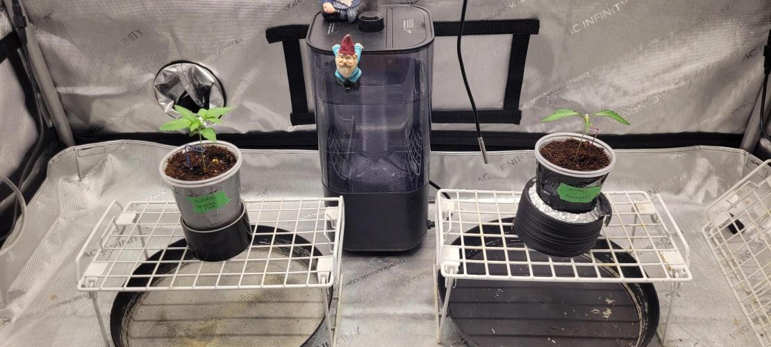 4th Coco grow. Week 1