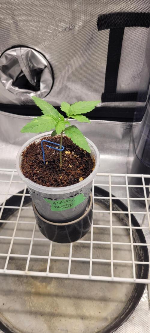 4th Coco grow. Week 1