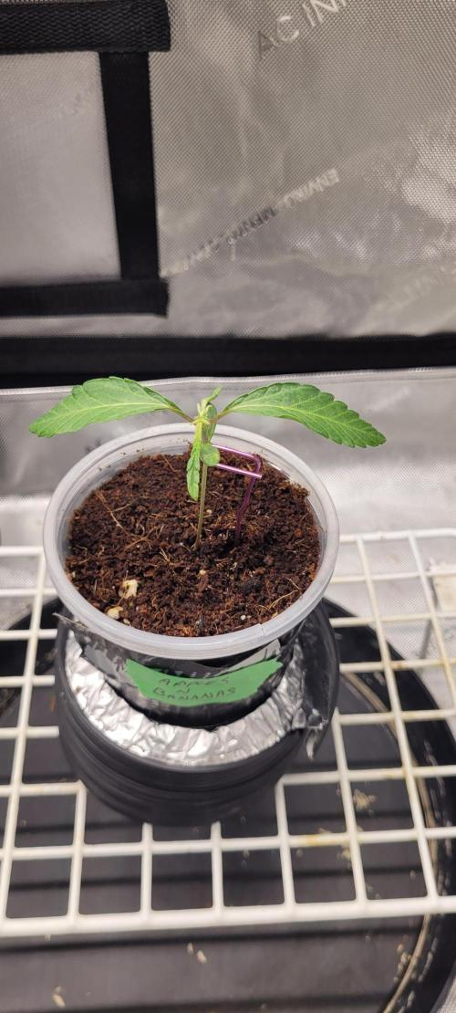 4th Coco grow. Week 1