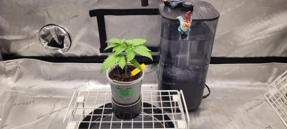 4th Coco grow. Week 2
