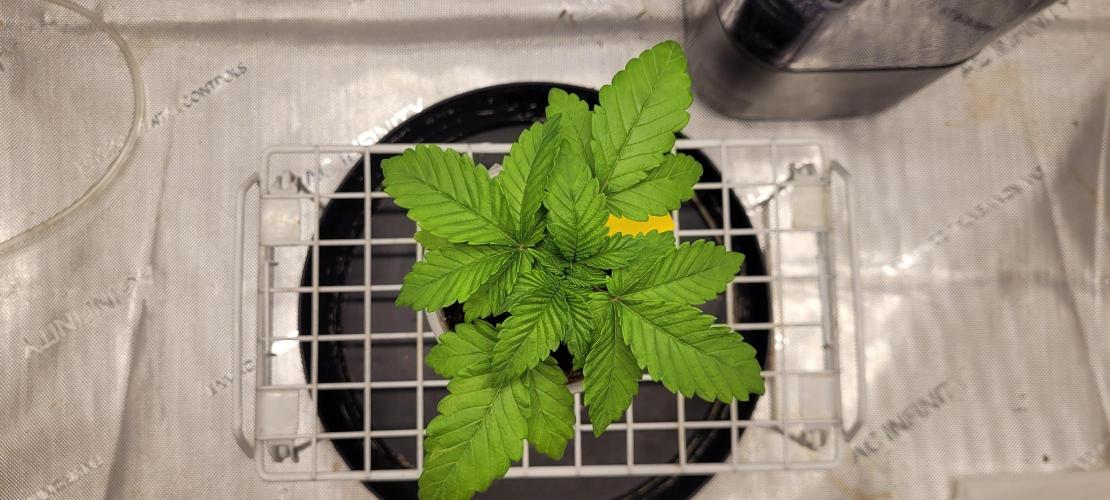 4th Coco grow. Week 2
