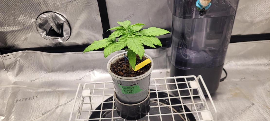 4th Coco grow. Week 2