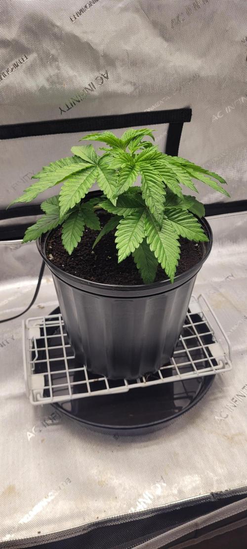 4th Coco grow. Week 3