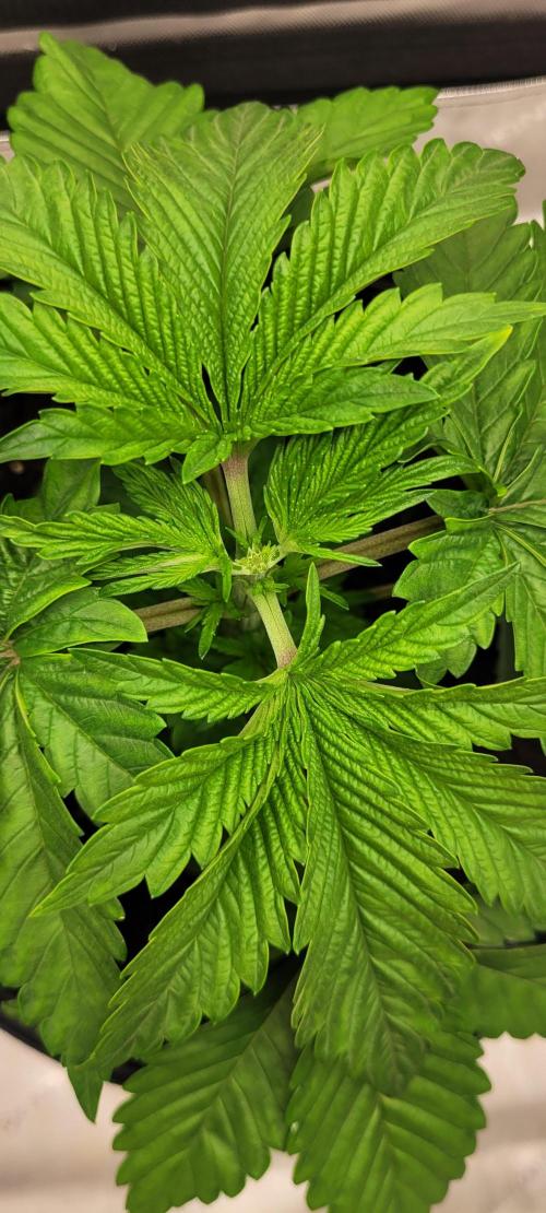 4th Coco grow. Week 3