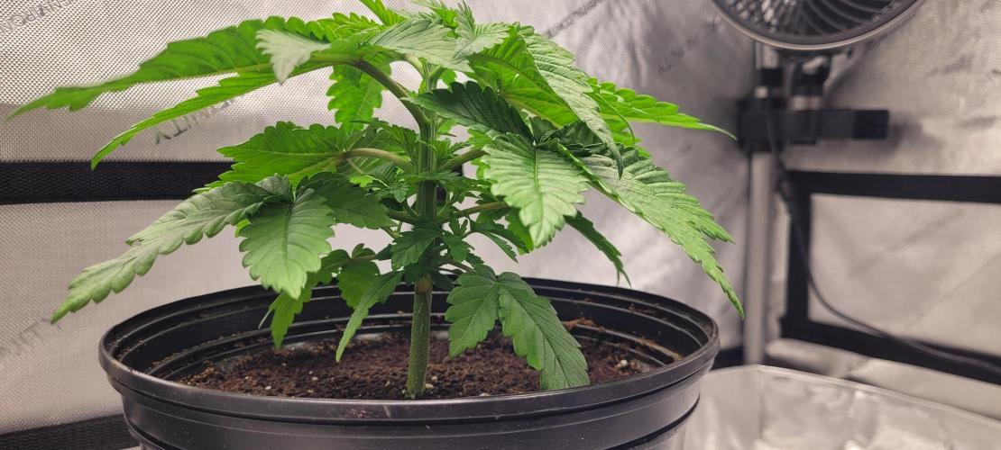 4th Coco grow. Week 3