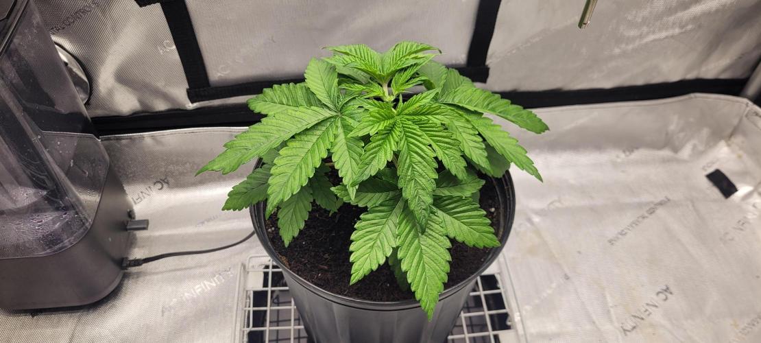 4th Coco grow. Week 4