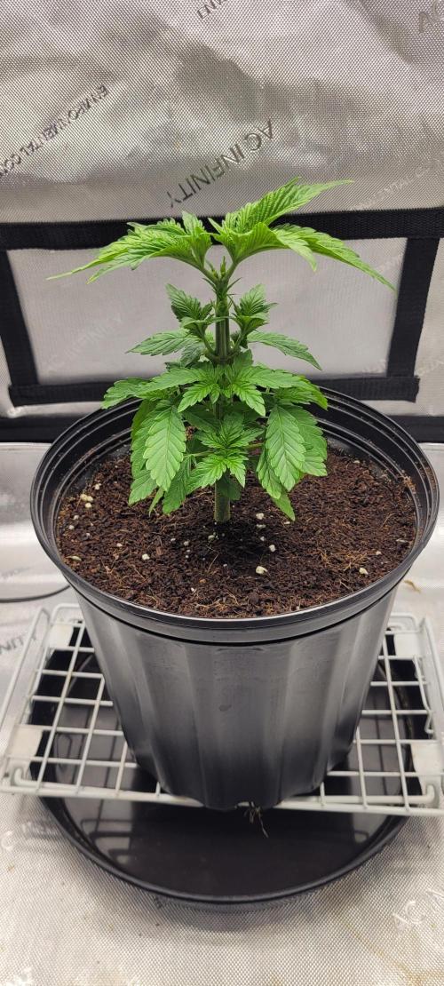 4th Coco grow. Week 4