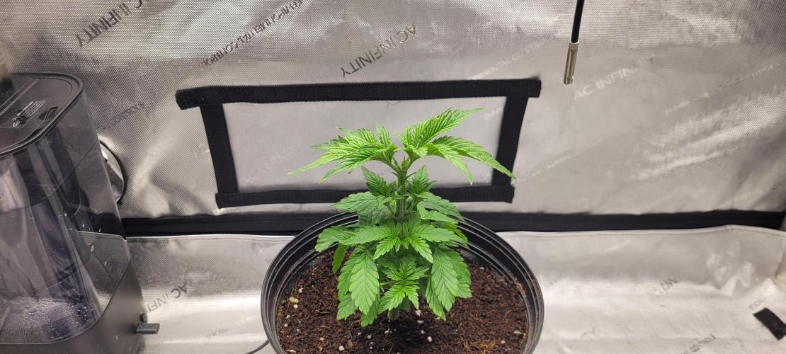 4th Coco grow. Week 4