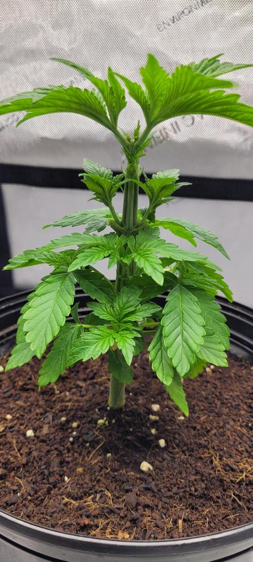 4th Coco grow. Week 4