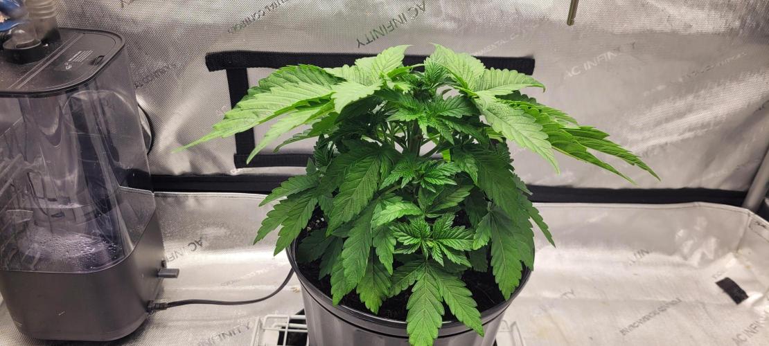 4th Coco grow. Week 4