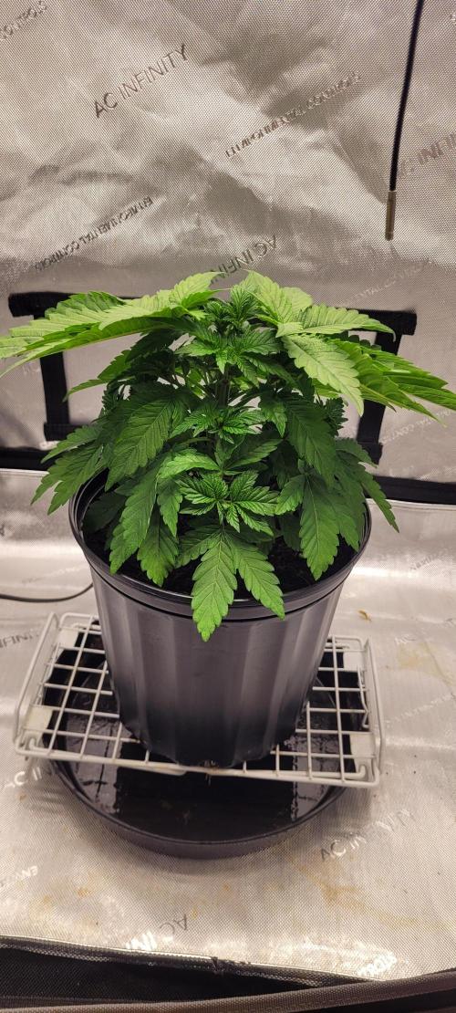 4th Coco grow. Week 4