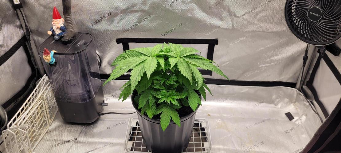 4th Coco grow. Week 4