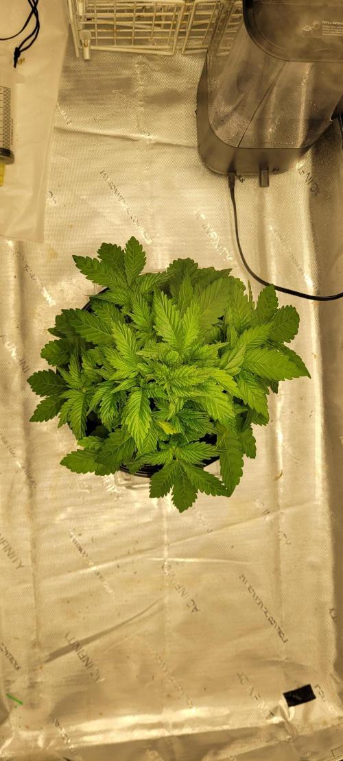 4th Coco grow. Week 4