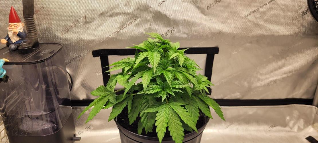 4th Coco grow. Week 4