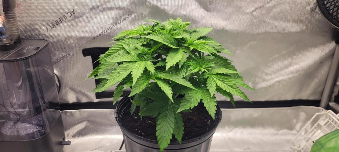 4th Coco grow. Week 5