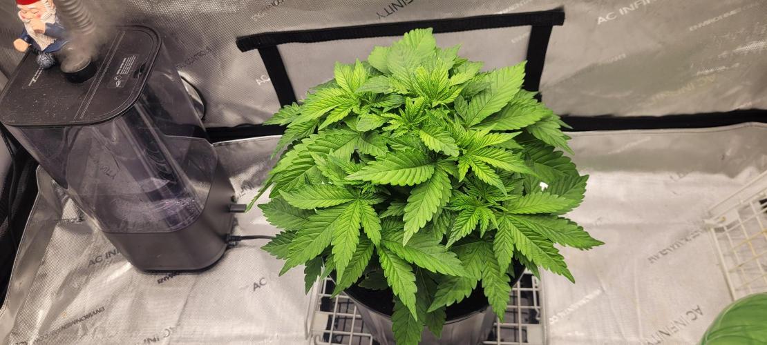4th Coco grow. Week 5