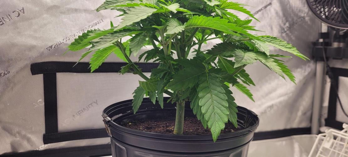 4th Coco grow. Week 5
