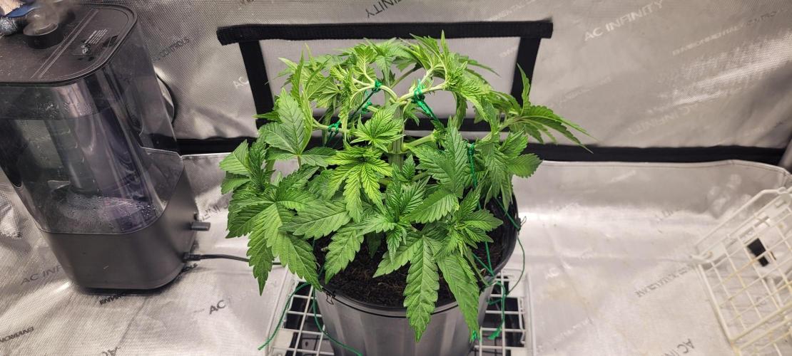 4th Coco grow. Week 5