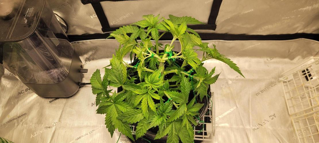 4th Coco grow. Week 5