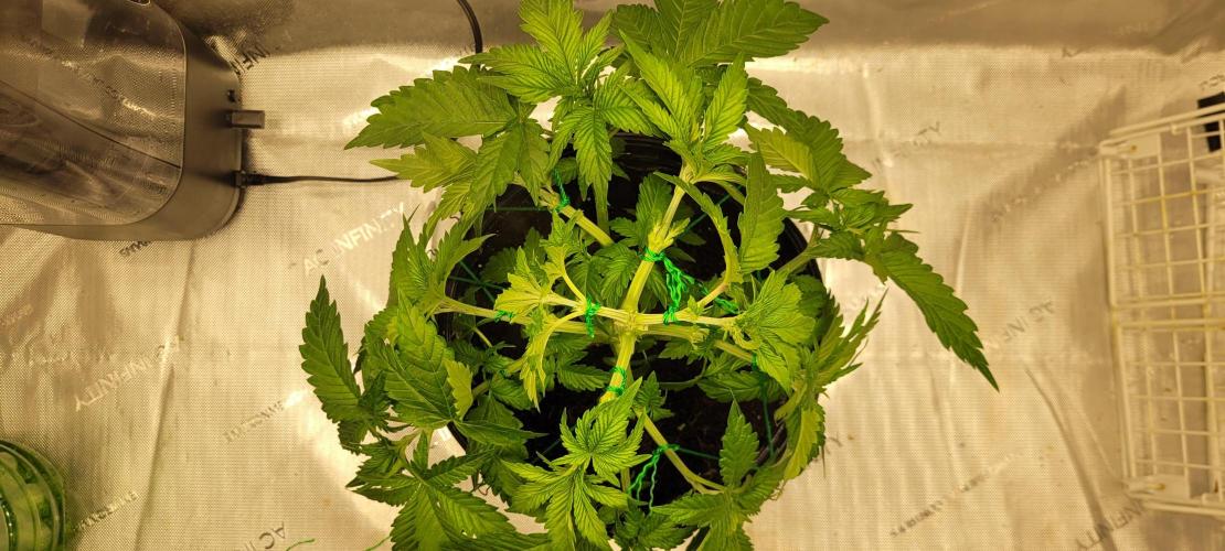 4th Coco grow. Week 5