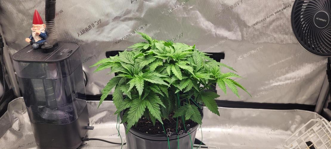 4th Coco grow. Week 5
