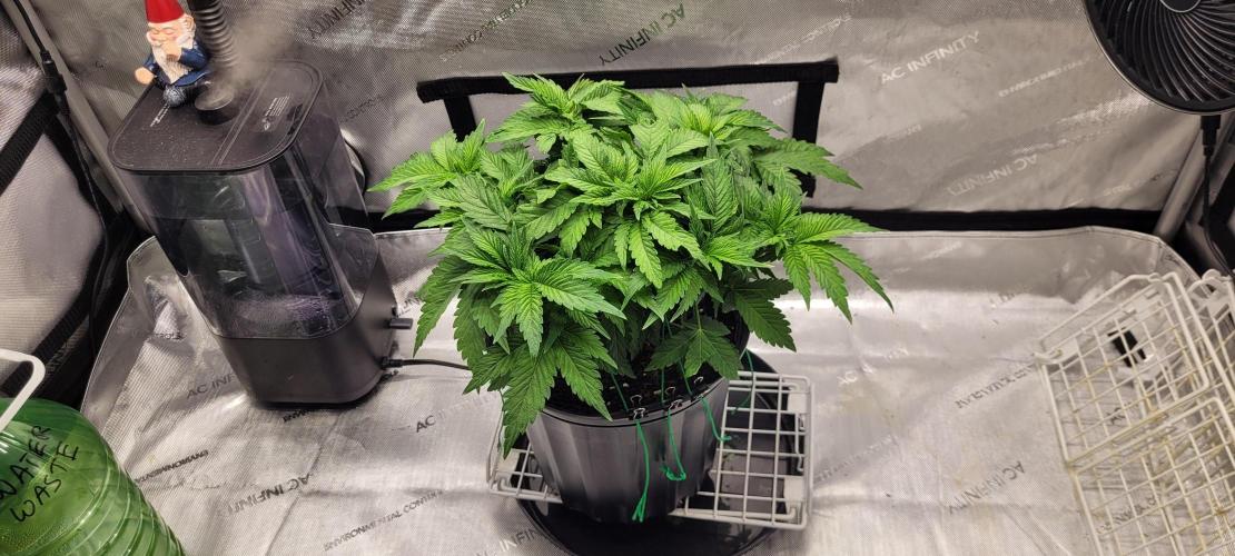 4th Coco grow. Week 5
