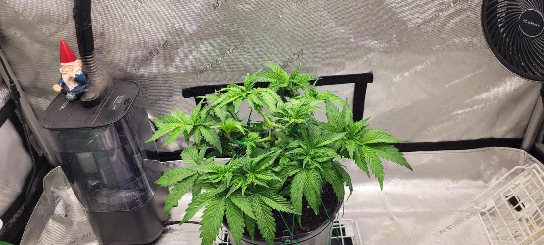 4th Coco grow. Week 5