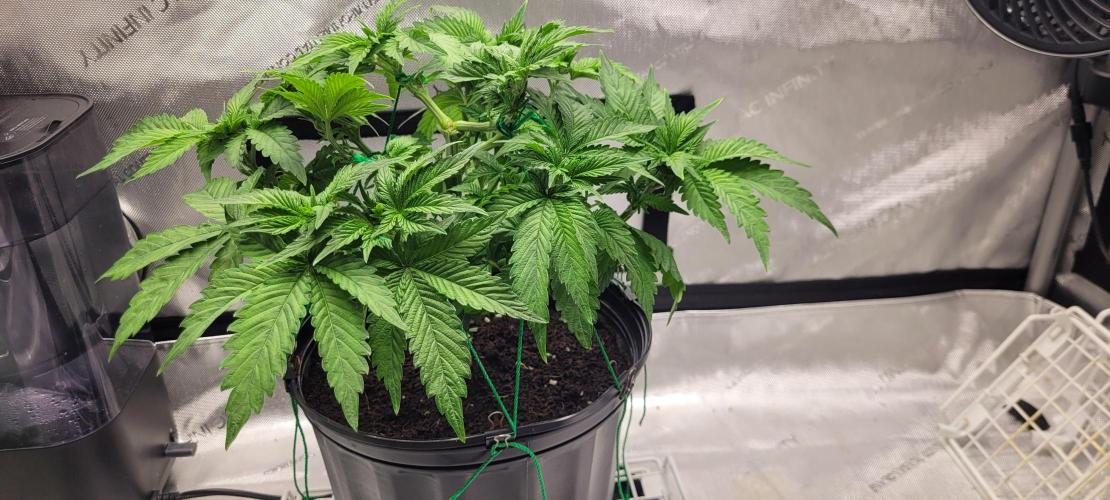 4th Coco grow. Week 5