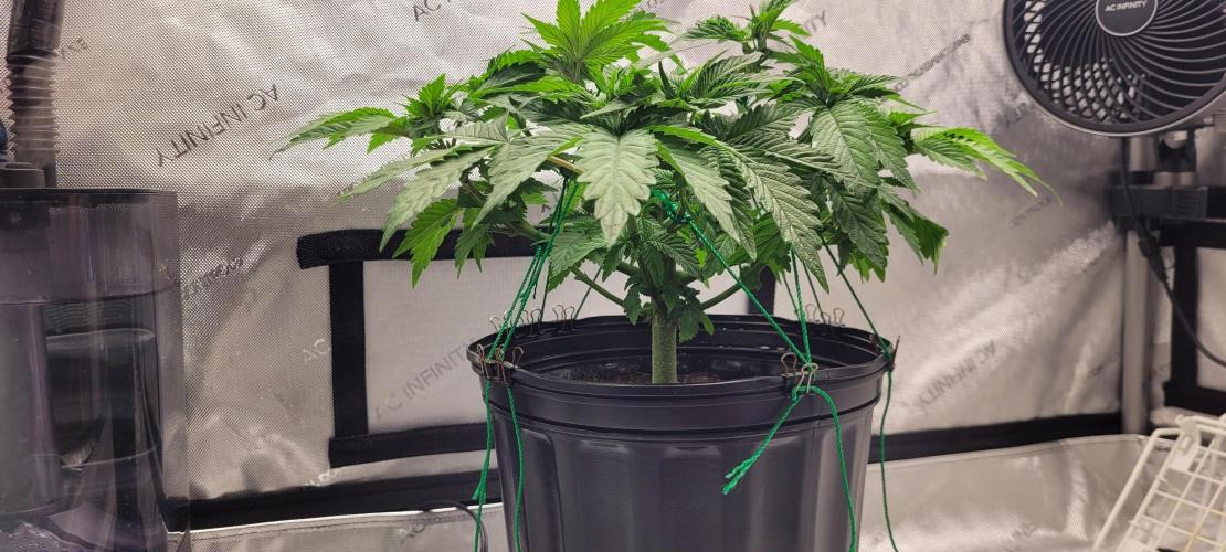 4th Coco grow. Week 5