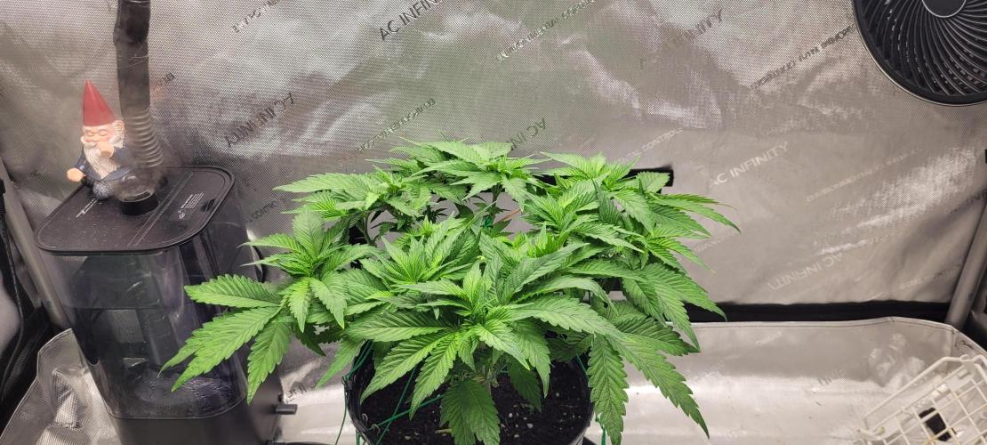 4th Coco grow. Week 6