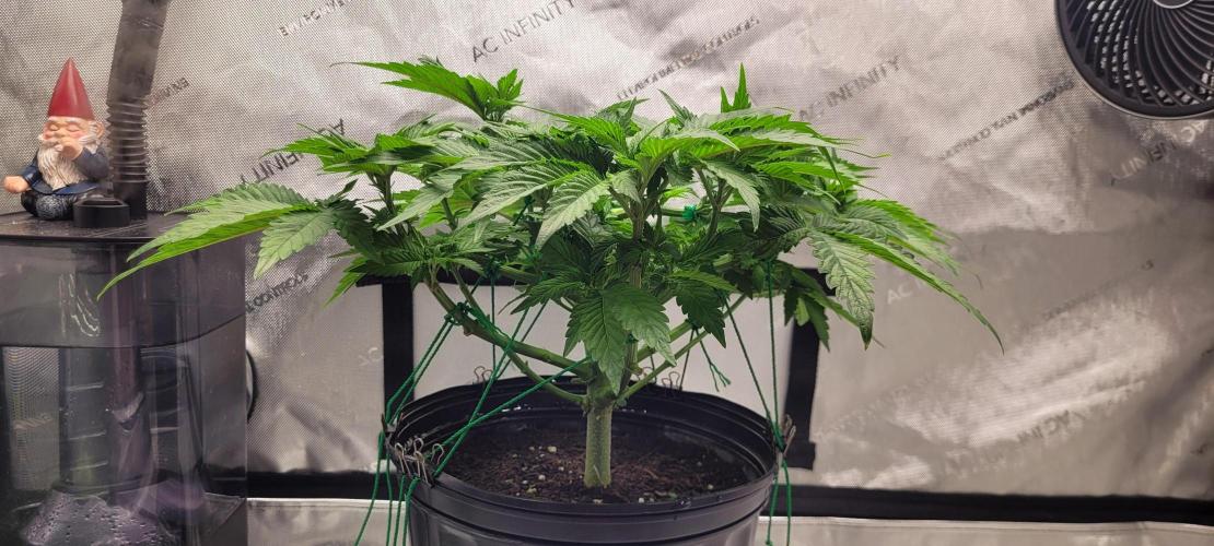4th Coco grow. Week 6