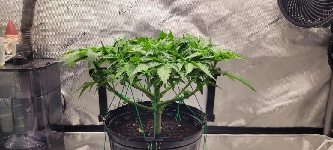 4th Coco grow. Week 6