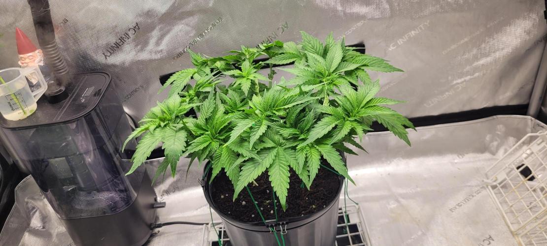 4th Coco grow. Week 6