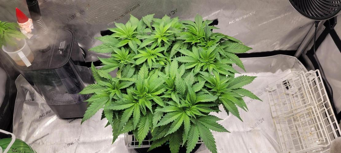 4th Coco grow. Week 6