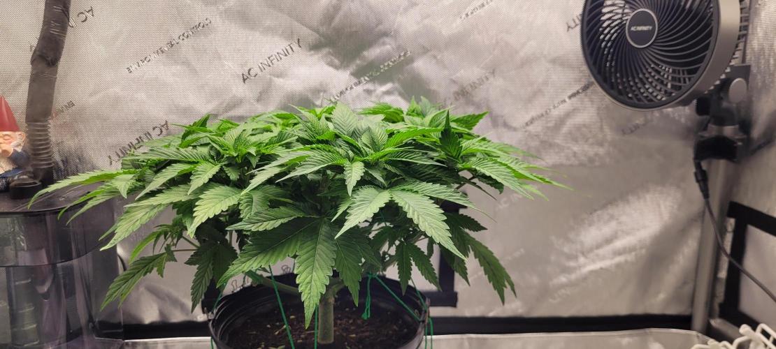 4th Coco grow. Week 6