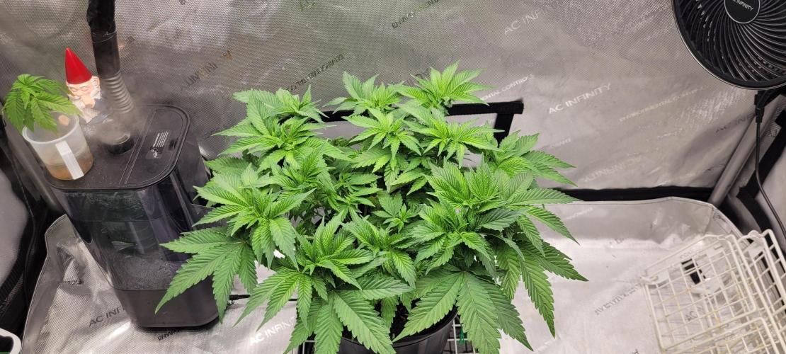 4th Coco grow. Week 6