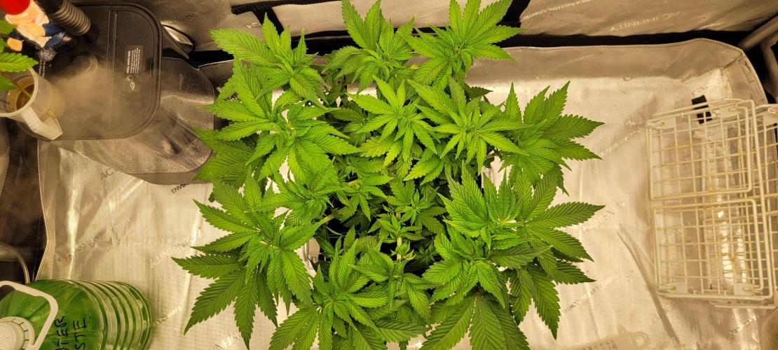 4th Coco grow. Week 6