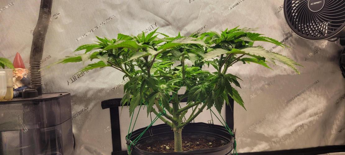 4th Coco grow. Week 6